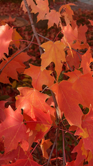 Acer
