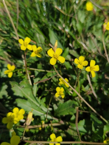 Annual wallrocket (Diplotaxis muralis)