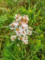 Tripolium pannonicum