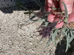 Palafoxia arida arida