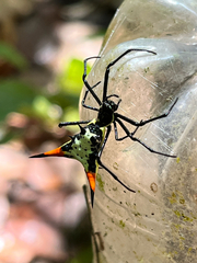 Micrathena schreibersi