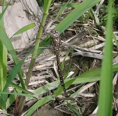 Rhionaeschna californica