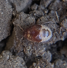 Geotomini