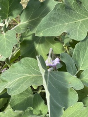 Solanum melongena