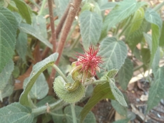 Acalypha