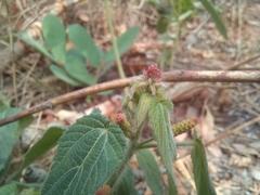 Acalypha