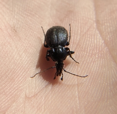 Sphaeroderus stenostomus