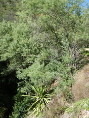 Furcraea