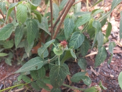 Acalypha