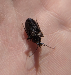 Sphaeroderus stenostomus