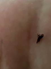 Muscidae