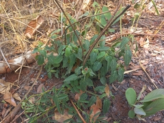 Acalypha