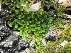 Selaginella denticulata