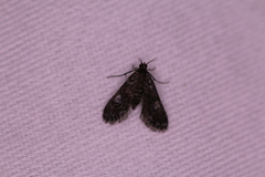 Elophila tinealis