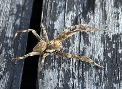 Backobourkia brouni
