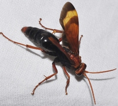 Hemipepsis mauritanica