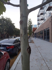 Platanus × hispanica