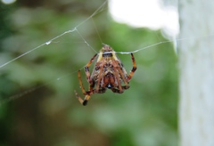 Araneus