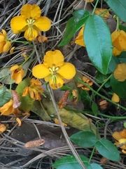 Senna stipulacea
