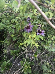 Passiflora cincinnata
