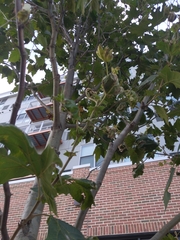 Platanus × hispanica