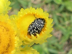 Oxythyrea marginalis