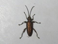 Donacia marginata
