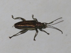 Donacia marginata