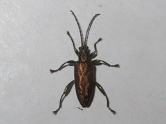 Donacia marginata