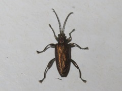 Donacia marginata