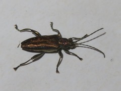 Donacia marginata