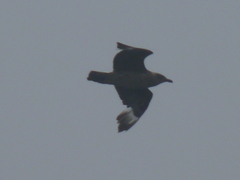 Stercorarius skua