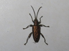 Donacia marginata