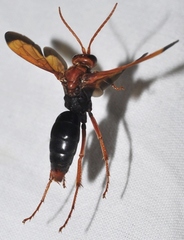 Hemipepsis mauritanica