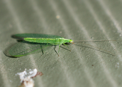 Chrysopinae