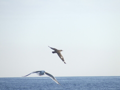 Stercorarius skua