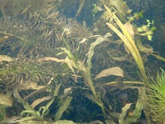 Potamogeton crispus