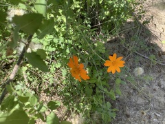 Adenophyllum speciosum