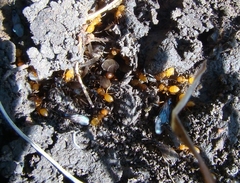 Acanthomyops