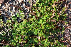 Gonocarpus micranthus