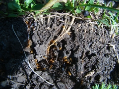 Acanthomyops