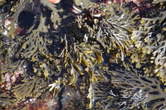 Xiphophora chondrophylla