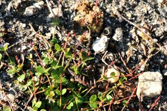 Gonocarpus micranthus