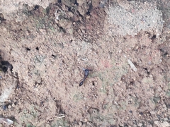 Odontomachus chelifer