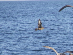 Stercorarius skua