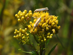 Crambus watsonellus