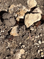 Pogonomyrmex barbatus