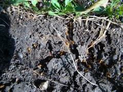 Acanthomyops