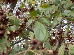 Cordia trichotoma