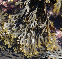 Xiphophora chondrophylla